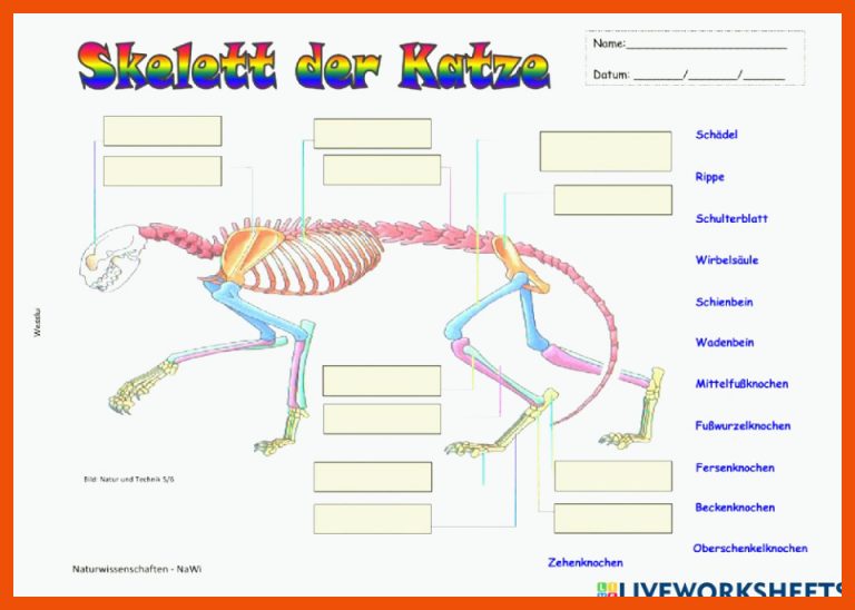 Skelett der Katze worksheet für arbeitsblatt katze klasse 5