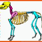 Skelett Des Hundes Rat Hund Tat Fuer Skelett Hund Beschriften Arbeitsblatt