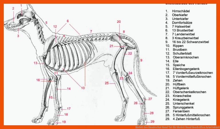 Skelett des Hundes | Rat Hund Tat für skelett hund beschriften arbeitsblatt