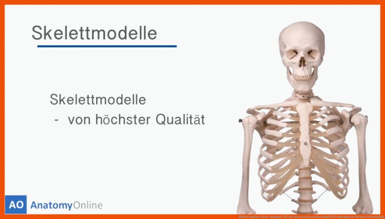 Skelett kaufen: Unser Ratgeber fÃ¼hrt Sie zum passenden Modell für muskulatur mensch arbeitsblatt