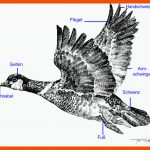 Skelett, KÃ¶rperbau Und organe Eines Vogels - Medienwerkstatt ... Fuer Anpassung Der Vögel An Das Fliegen Arbeitsblatt