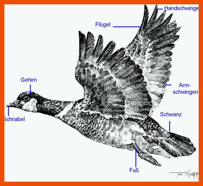 Skelett, KÃ¶rperbau und Organe eines Vogels - Medienwerkstatt ... für anpassung der vögel an das fliegen arbeitsblatt