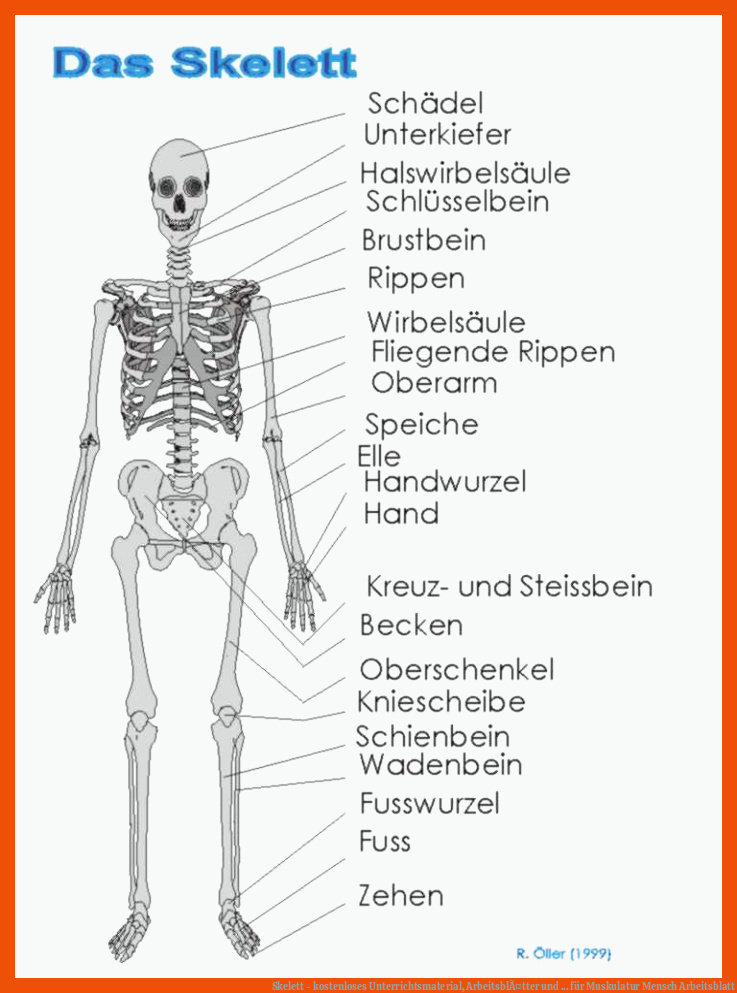 Skelett - kostenloses Unterrichtsmaterial, ArbeitsblÃ¤tter und ... für muskulatur mensch arbeitsblatt