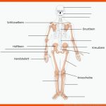 Skelett Mensch - Aufbau, Funktionen Und Struktur Fuer Das Skelett Des Menschen Arbeitsblatt
