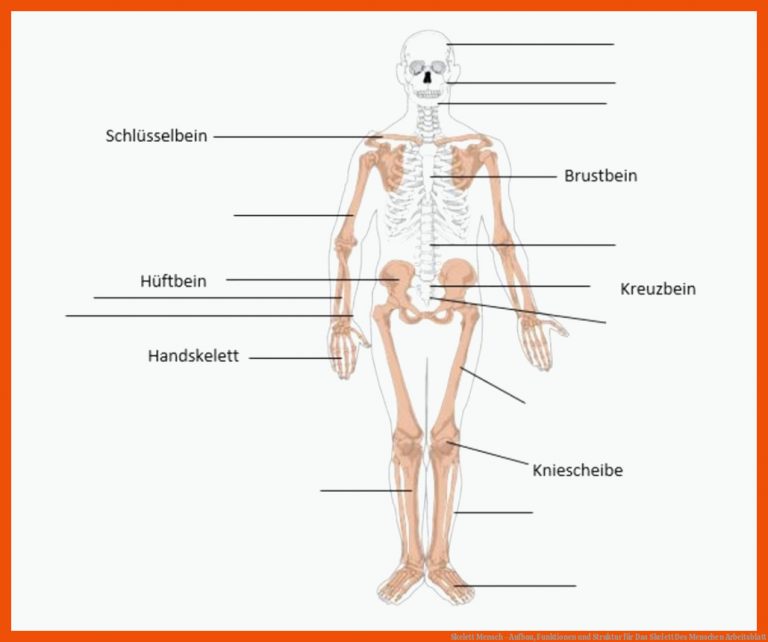 Skelett Mensch - Aufbau, Funktionen Und Struktur Fuer Das Skelett Des Menschen Arbeitsblatt