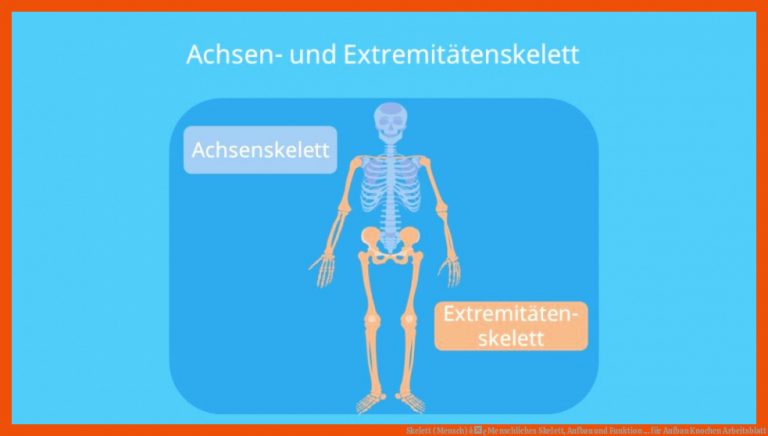 Skelett (Mensch) â¢ Menschliches Skelett, Aufbau und Funktion ... für aufbau knochen arbeitsblatt