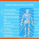 Skelett (mensch) â¢ Menschliches Skelett, Aufbau Und Funktion ... Fuer Das Skelett Des Menschen Arbeitsblatt