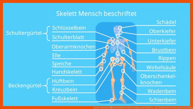 Skelett (Mensch) â¢ Menschliches Skelett, Aufbau und Funktion ... für das skelett des menschen arbeitsblatt