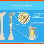 Skelett (mensch) â¢ Menschliches Skelett, Aufbau Und Funktion ... Fuer Skelett Arbeitsblatt Kostenlos