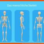 Skelett (mensch) â¢ Menschliches Skelett, Aufbau Und Funktion ... Fuer Skelett Beschriften Arbeitsblatt Pdf