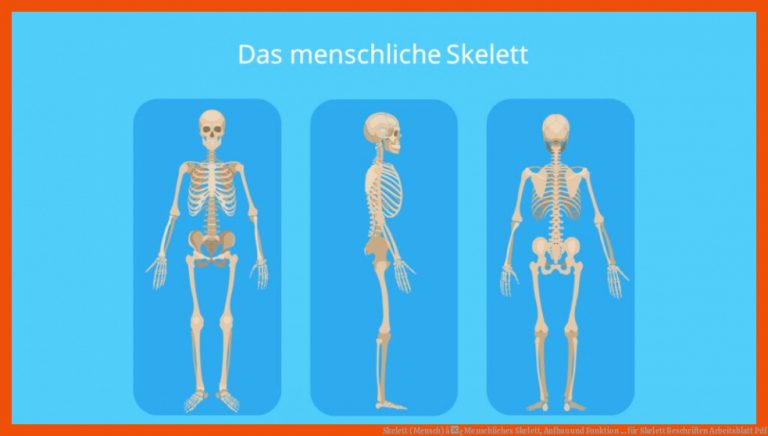 Skelett (Mensch) â¢ Menschliches Skelett, Aufbau und Funktion ... für skelett beschriften arbeitsblatt pdf