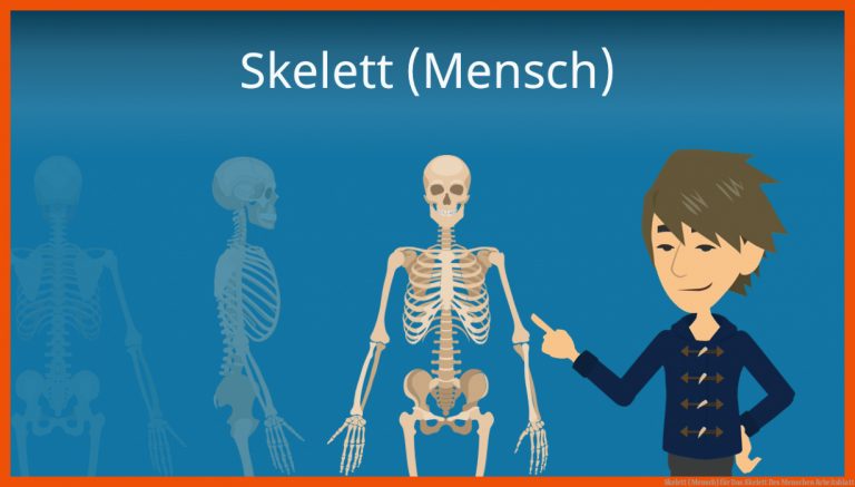 Skelett (mensch) Fuer Das Skelett Des Menschen Arbeitsblatt