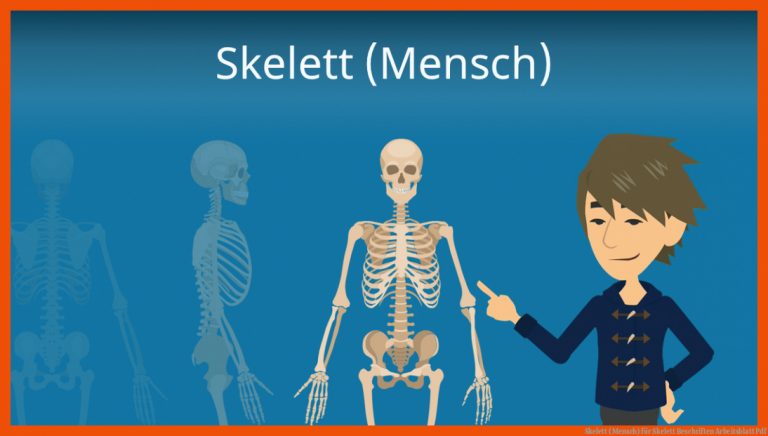 Skelett (mensch) Fuer Skelett Beschriften Arbeitsblatt Pdf