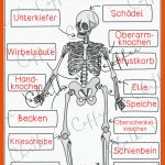 Skelett Unterrichtsreihe - ArbeitsblÃ¤tter, Versuche ... Fuer Das Skelett Des Menschen Arbeitsblatt
