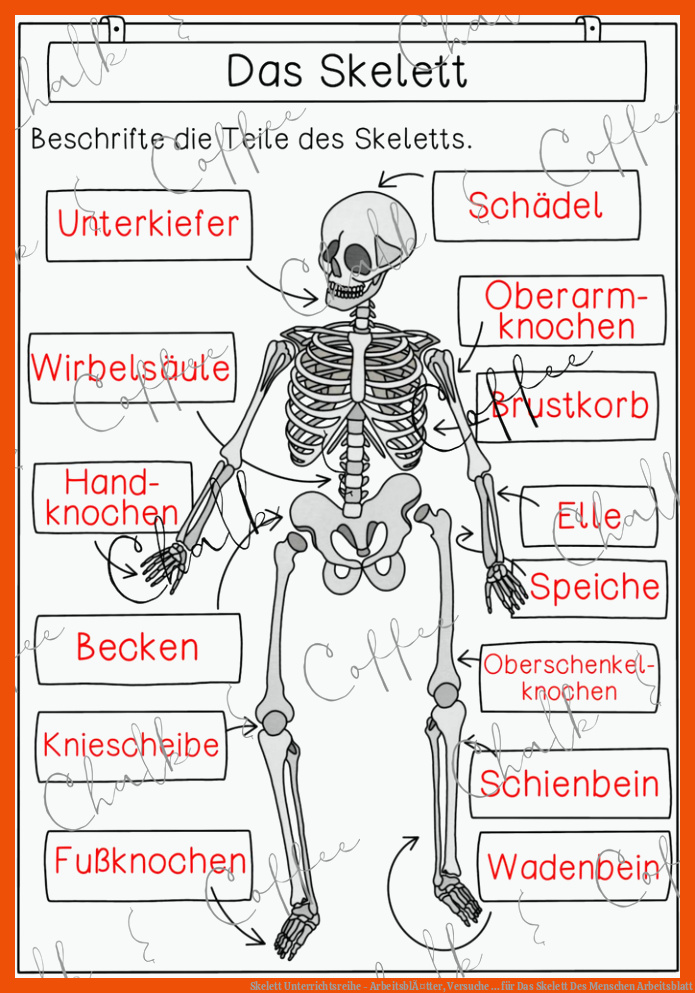 Skelett Unterrichtsreihe - ArbeitsblÃ¤tter, Versuche ... für das skelett des menschen arbeitsblatt