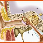 So Funktioniert Das Menschliche Ohr Fuer Aufbau Des Ohres Arbeitsblatt