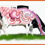 So Funktioniert Der Magen Einer Kuh Bauernhof.net Fuer Biologie 5 Klasse Gymnasium Rind Wiederkäuer Arbeitsblatt