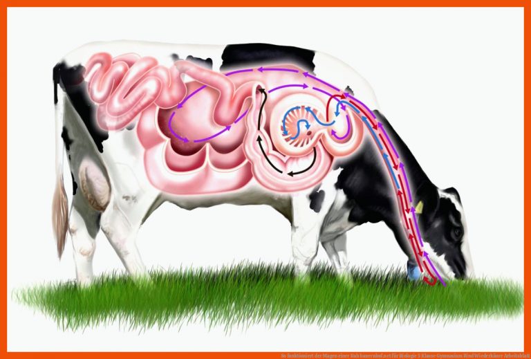 So funktioniert der Magen einer Kuh | bauernhof.net für biologie 5 klasse gymnasium rind wiederkäuer arbeitsblatt