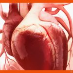 So SchlÃ¤gt Das Herz: Die Phasen Des Herzzyklus Fuer Aufbau Des Herzens Arbeitsblatt Klett