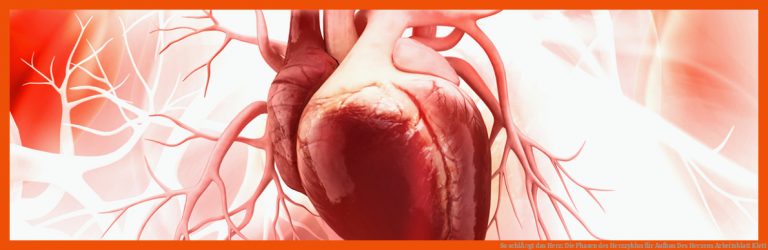 So schlÃ¤gt das Herz: Die Phasen des Herzzyklus für aufbau des herzens arbeitsblatt klett