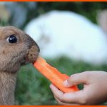 So Werden Kleintiere Handzahm Zooroyal Magazin Fuer Körpersprache Kaninchen Arbeitsblatt
