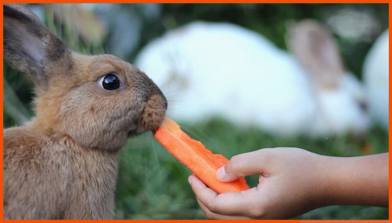 So Werden Kleintiere Handzahm Zooroyal Magazin Fuer Körpersprache Kaninchen Arbeitsblatt