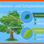 Sonnenblatt Und Schattenblatt Im Vergleich Â· [mit Video] Fuer sonnenblatt Schattenblatt Arbeitsblatt