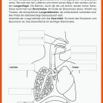 SopÃ¤d Unterrichtsmaterial Biologie Basiswissen KÃ¶rper Und ... Fuer Aufbau Der Lunge Arbeitsblatt