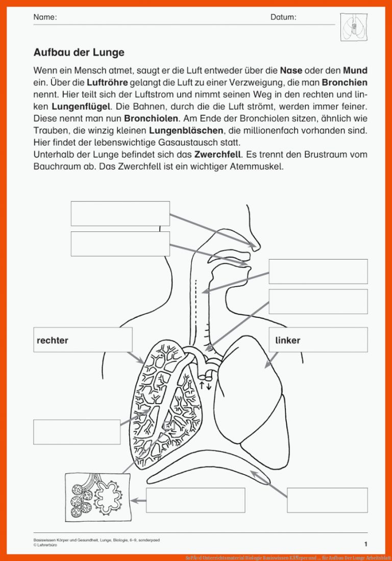SoPÃ¤d Unterrichtsmaterial Biologie Basiswissen KÃ¶rper und ... für Aufbau Der Lunge Arbeitsblatt