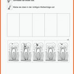 SopÃ¤d Unterrichtsmaterial Lebenspraxis Fuer Kostenlose Arbeitsblätter Zähne Kindergarten Arbeitsblätter