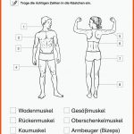 SopÃ¤d Unterrichtsmaterial Sachunterricht KÃ¶rper Und Gesundheit Fuer Arbeitsblatt Muskeln 5. Klasse