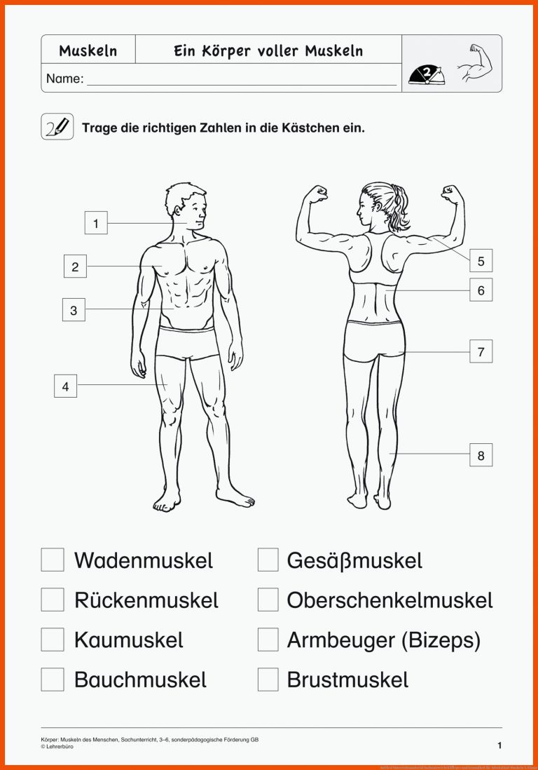 SopÃ¤d Unterrichtsmaterial Sachunterricht KÃ¶rper Und Gesundheit Fuer Arbeitsblatt Muskeln 5. Klasse