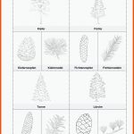 SopÃ¤d Unterrichtsmaterial Sachunterricht Natur Und Leben Fuer Arbeitsblätter Bäume 3 Klasse