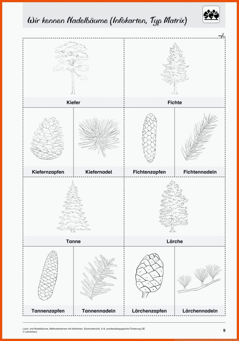 SoPÃ¤d Unterrichtsmaterial Sachunterricht Natur und Leben für arbeitsblätter bäume 3 klasse