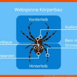 Spinnentiere â¢ Einfach ErklÃ¤rt, KÃ¶rperbau Â· [mit Video] Fuer Spinnen Körperbau Arbeitsblatt