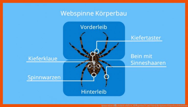 Spinnentiere â¢ einfach erklÃ¤rt, KÃ¶rperbau Â· [mit Video] für spinnen körperbau arbeitsblatt