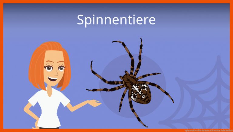 Spinnentiere für spinnen körperbau arbeitsblatt