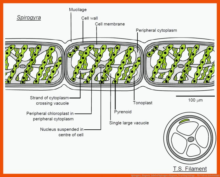 Spirogyra_diagram_labeled | Spirogyra diagram, Teaching biology ... für volvox arbeitsblatt