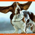 Sprache Der Tiere: Die KÃ¶rpersprache Der Hunde - Tierwelt - Natur ... Fuer Körpersprache Hund Arbeitsblatt