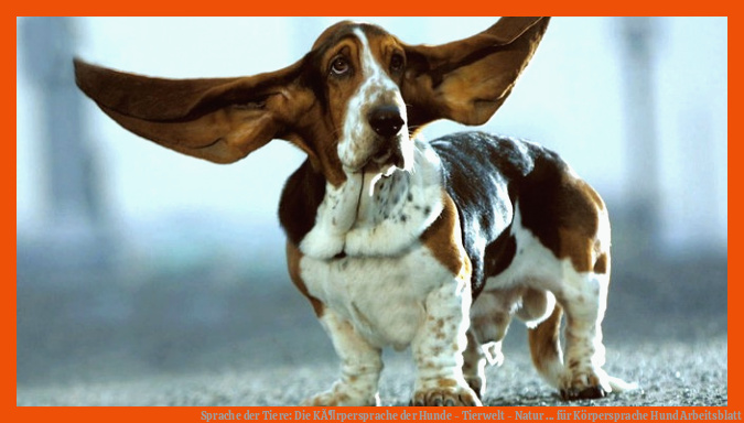 Sprache der Tiere: Die KÃ¶rpersprache der Hunde - Tierwelt - Natur ... für körpersprache hund arbeitsblatt