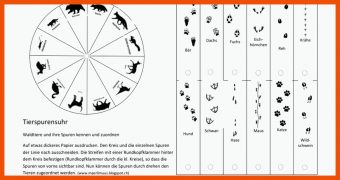 19 Tierspuren Rätsel Arbeitsblatt