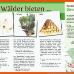Stadt Wiesloch: DÃ¤mmelwald Fuer Funktionen Des Waldes Arbeitsblatt