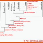 StammbÃ¤ume Erstellen & Verstehen - Evolution Fuer Stammbaum Des Menschen Arbeitsblatt