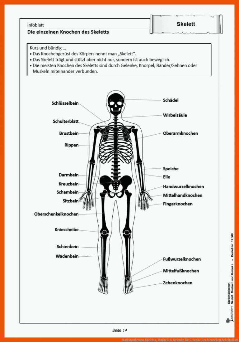 Stationenlernen Skelette, Muskeln & Gelenke für gelenke des menschen arbeitsblatt