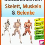 Stationenlernen Skelette, Muskeln & Gelenke Fuer Muskulatur Und Bewegung Arbeitsblatt Mit Lösungen