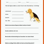 Steckbrief Hund Pdf Fuer Hunde Arbeitsblätter