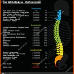 SteiÃbein Stockvektoren, Lizenzfreie Illustrationen Depositphotos Fuer Beschriftung Aufbau Der Wirbelsäule Arbeitsblatt