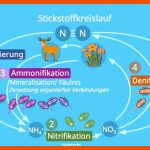 Stickstoffkreislauf â¢ Einfach ErklÃ¤rt: Ablauf, Einzelne Schritte ... Fuer Stickstoffkreislauf Arbeitsblatt