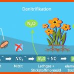 Stickstoffkreislauf â¢ Einfach ErklÃ¤rt: Ablauf, Einzelne Schritte ... Fuer Stickstoffkreislauf Arbeitsblatt