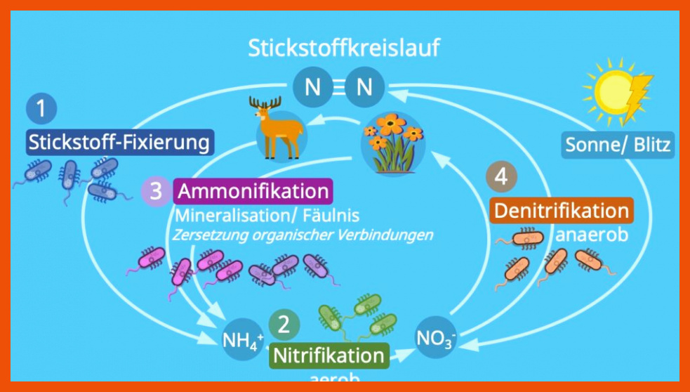 Stickstoffkreislauf Arbeitsblatt - Allgemeine Arbeitsblätter